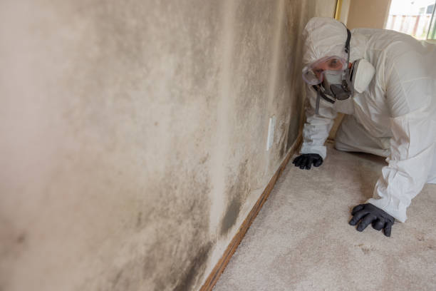 Professional Mold Inspection in Mckeesport, PA